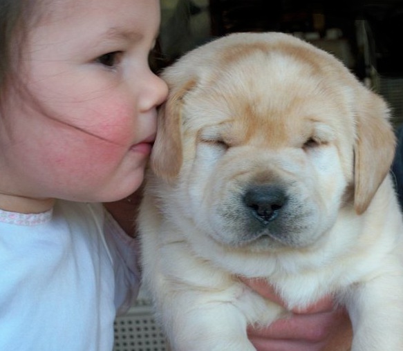 yellow english lab puppies for sale