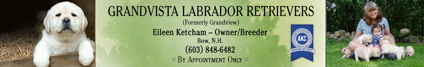 Grandvista Labradors Header